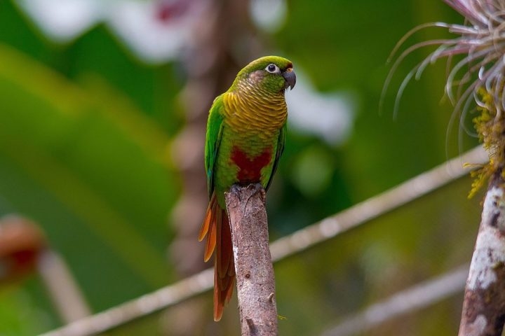 Essa família é conhecida pela coloração vibrante das suas penas, que varia entre tons de verde, azul, amarelo, vermelho e outras cores vivas. Reprodução: Flipar