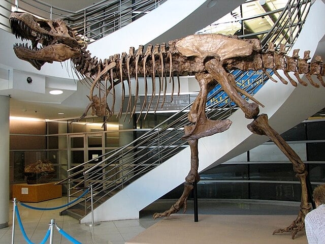 Os tiranossauros tinham de 3,6 a 5 metros de altura e um comprimento máximo de 13 metros, pesando até 10 toneladas.