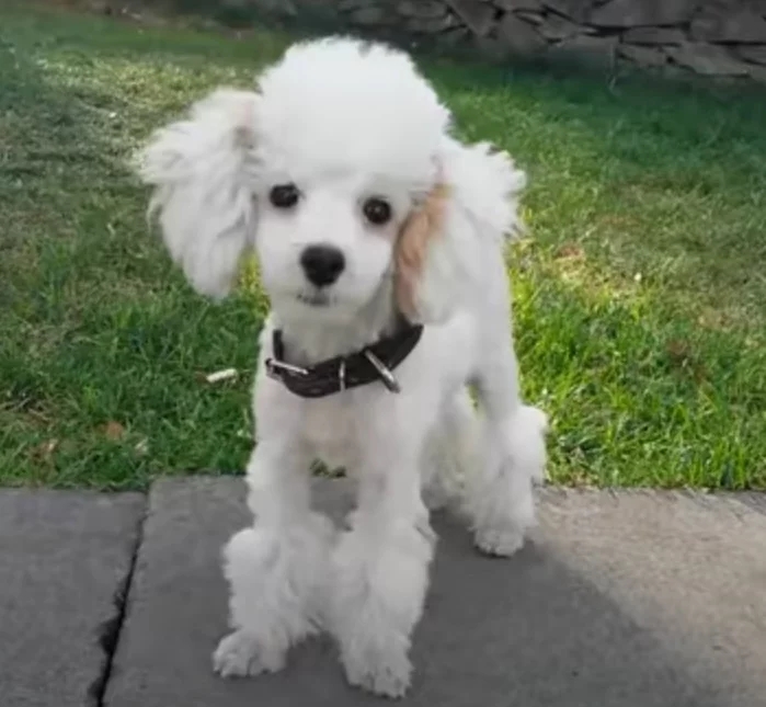 Poodle- Podem viver em média de 10 a 18 anos. Alguns países, como a França e a Alemanha, reivindicam a origem da raça, que tem pelagem cacheada e é conhecida por sua inteligência e fidelidade. Reprodução: Flipar