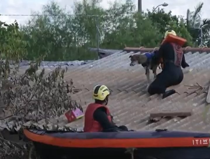 Desde o início do desastre, no fim de abril, muitas pessoas têm se unido para ajudar os animais que ficaram perdidos nas inundações em todo o estado do Rio Grande do Sul. Reprodução: Flipar