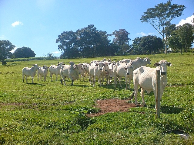Em seguida aparecem o Pará com 10,6% e Goiás com 10,4%. Na lista das cidades, São Félix do Xingu , no Pará, é a cidade com maior número de cabeças de gado: 2,5 milhões.  Reprodução: Flipar