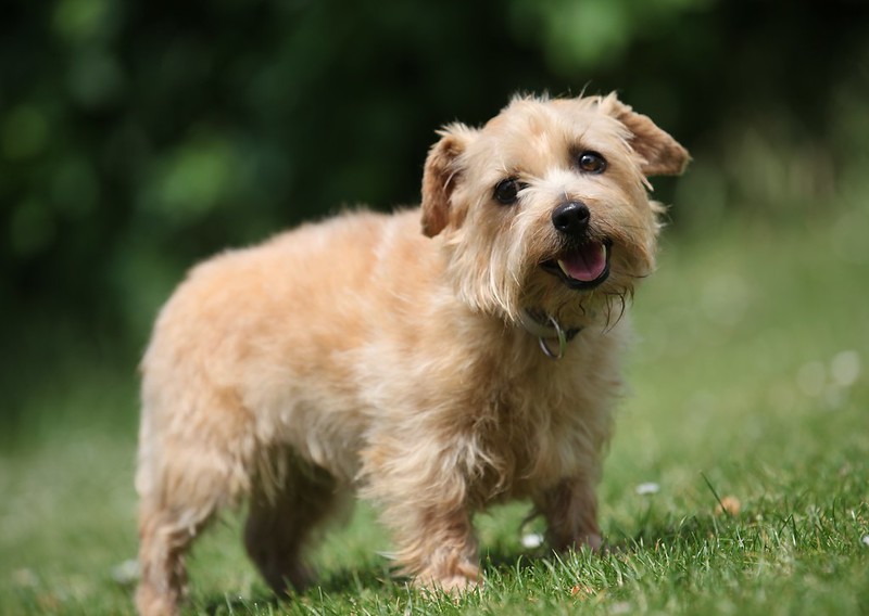 Norfolk Terrier. Foto: basilicamudi/Flickr