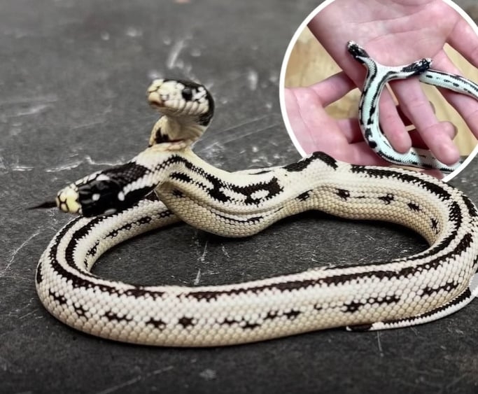 O dono do vivário, Johnathan Emberton, esclareceu que esse tipo de sobrevivência só é possível quando a serpente tem apenas um conjunto funcional de órgãos internos.    Reprodução: Flipar