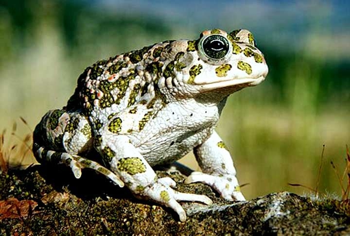 Os sapos são membros da família Bufonidae e apresentam cerca de 600 espécies dentre 52 gêneros. Já a maior família de rãs é a Ranidae, cujas espécies ocorrem quase exclusivamente no hemisfério norte. Reprodução: Flipar