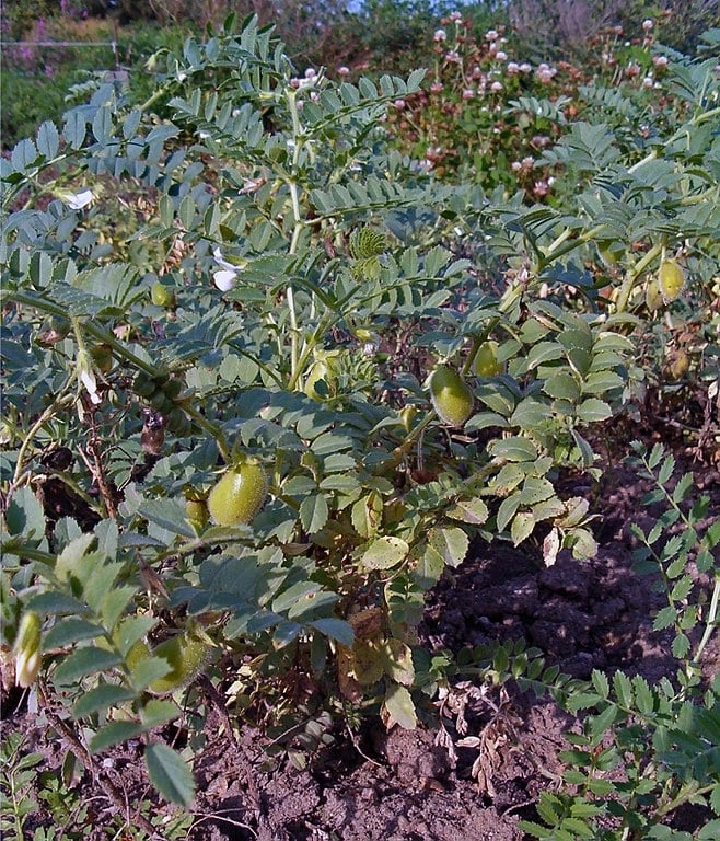 Fortalece o sistema imunológico: contém zinco e vitamina E, nutrientes essenciais para o funcionamento do sistema imunológico. Esses antioxidantes protegem as células contra danos oxidativos, auxiliando em cicatrizações e infecções. Reprodução: Flipar