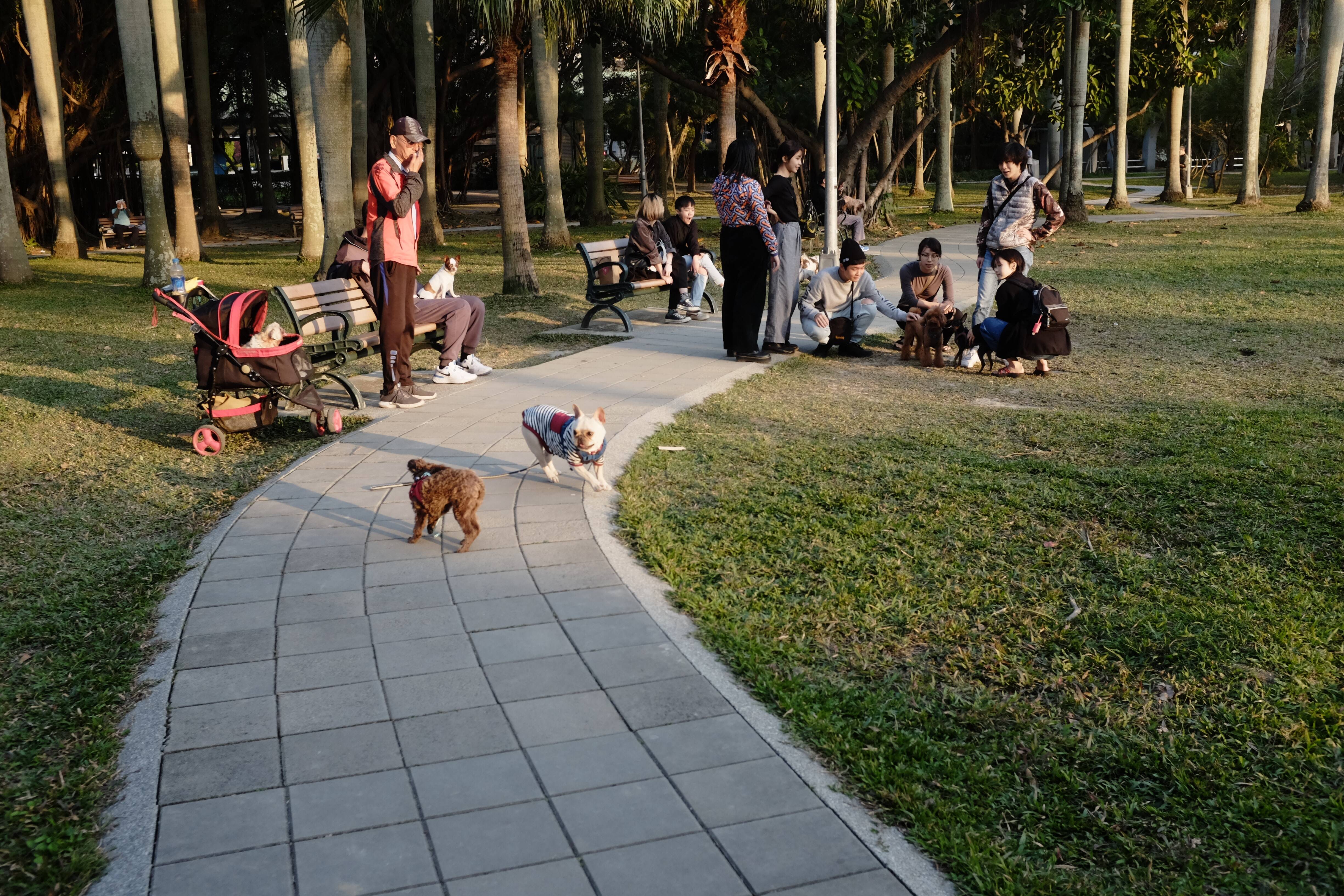 Explore parques, trilhas, ou até mesmo o bairro local para variar o cenário. A interação com outros cães também é uma forma valiosa de estimulação mental e melhora suas habilidades sociais. Entretanto, é fundamental considerar o horário dos passeios, evitando os momentos de calor intenso e exposição excessiva ao sol. MChe Lee/Unsplash