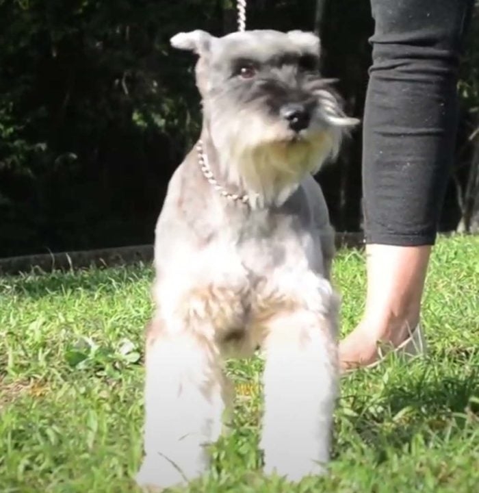 Schnauzer Miniatura- Essa raça vive de 12 a 15 anos em média, tendo origem na Alemanha. Tem como característica sobrancelhas grossas e pelagem densa, e pode pesar até 8 kg. A raça vem do cruzamento entre Schnauzers de outros tamanhos. Reprodução: Flipar