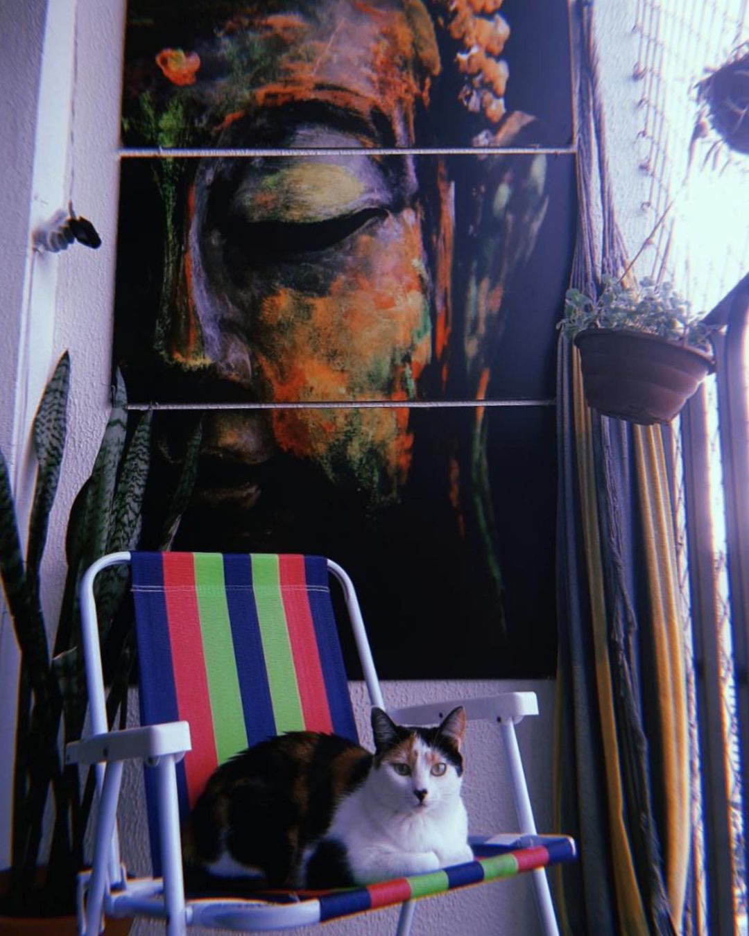 Gabs Noah tem cinco gatos. Foto: Reprodução/Instagram
