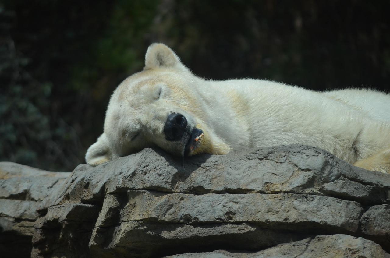 Há animais que, embora durmam muito no inverno, não chegam a hibernar, pois mantêm a capacidade de acordar e ser ativo durante a estação - ainda que de forma lenta. Neste caso, não é hibernação, mas descanso prolongado.  Reprodução: Flipar