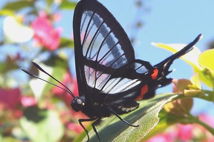 Sylphina Angel - Destaca-se por ter asas transparentes, o que lhe dá sempre a aparência diferente de onde está no momento. Vive no Peru, Equador e Bolívia. É uma das borboletas mais resistentes, conseguindo voar até 320 km em busca de alimento, principalmente na primavera, quando as flores ficam ricas em pólen.   Reprodução: Flipar