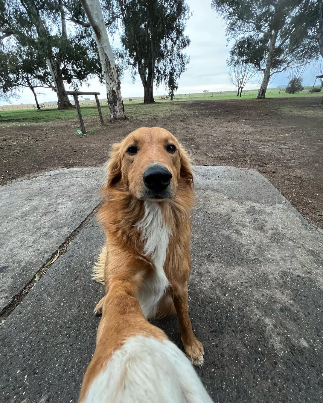 Fotos do golden retriever Preguntale no Instagram Instagram