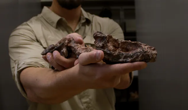 Fóssil de réptil mais antigo que dinossauro é encontrado no Brasil Janaína Dillman