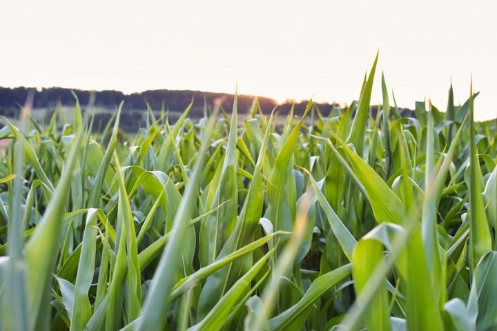 Limpar regularmente os pastos, remover plantas altas, folhas secas e sujeira, ajuda a reduzir o ambiente favorável para os carrapatos. Reprodução: Flipar