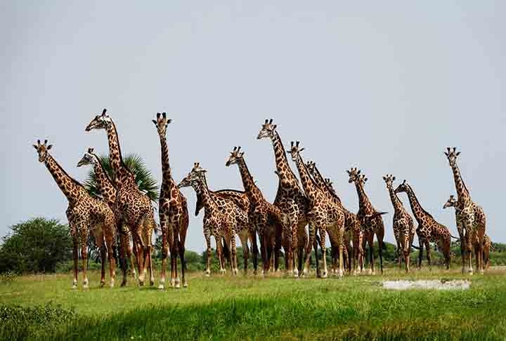 Existem quatro espécies de girafas e todas vivem na África: a girafa do sul (giraffa giraffa), girafa do norte (Giraffa camelopardalis) Reprodução: Flipar