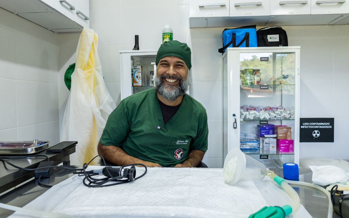 Araras-canindés voltam à Floresta da Tijuca após dois séculos de extinção. Foto: Divulgação/Flavia Zagury