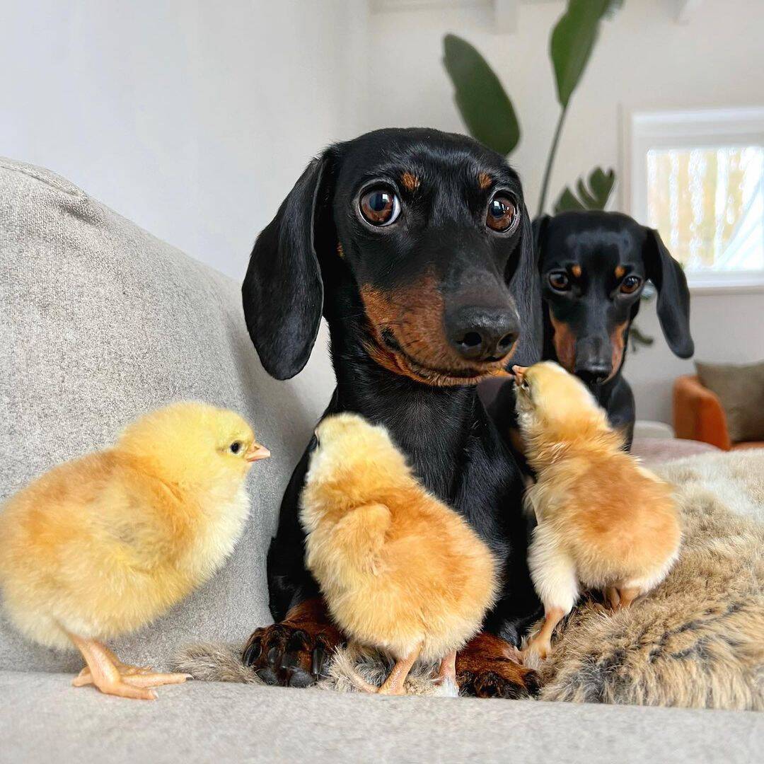 O cãozinho posava para as fotos com os amigos patinhos. Foto: Reprodução/Instagram