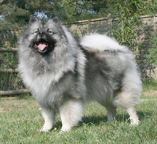 A raça Keeshond faz parte da família dos Spitz, como o Lulu da Pomerânia . Foto: Reprodução