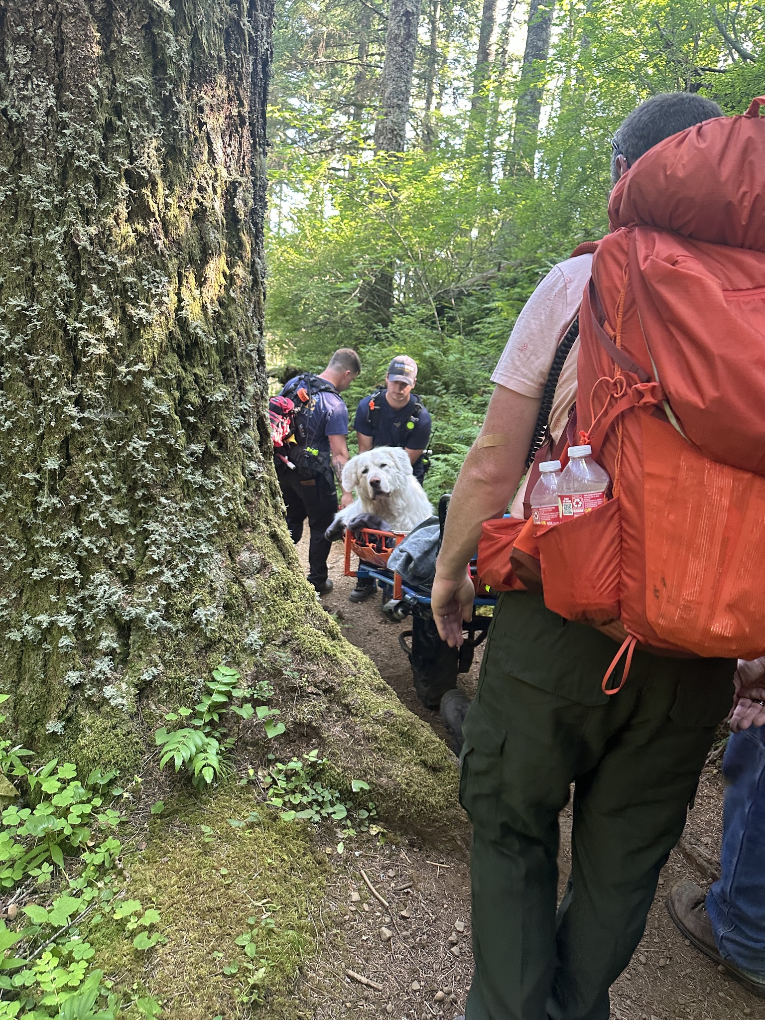 O Distrito de Proteção Rural contra Incêndios de Cannon Beach resgata um cão da raça Grande Pirineus de Saddle Mountain, no Oregon Reprodução/Facebook