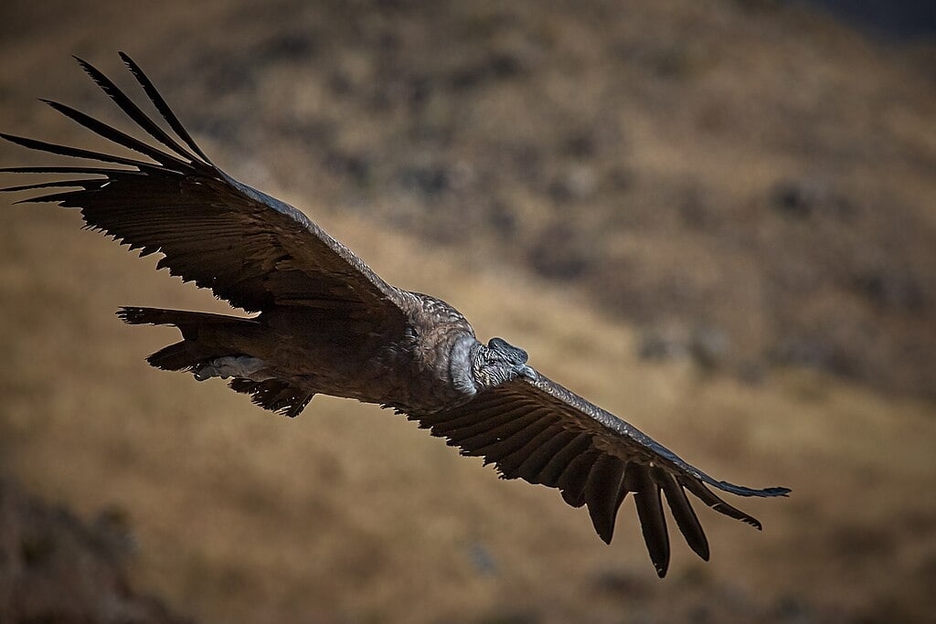 O condor dos Andes vive nas montanhas dos Andes e áreas costeiras da América do Sul. É necrófago, alimentando-se de carcaças de animais. Pode viver mais de 70 anos, sendo uma das aves mais longevas.
 Reprodução: Flipar