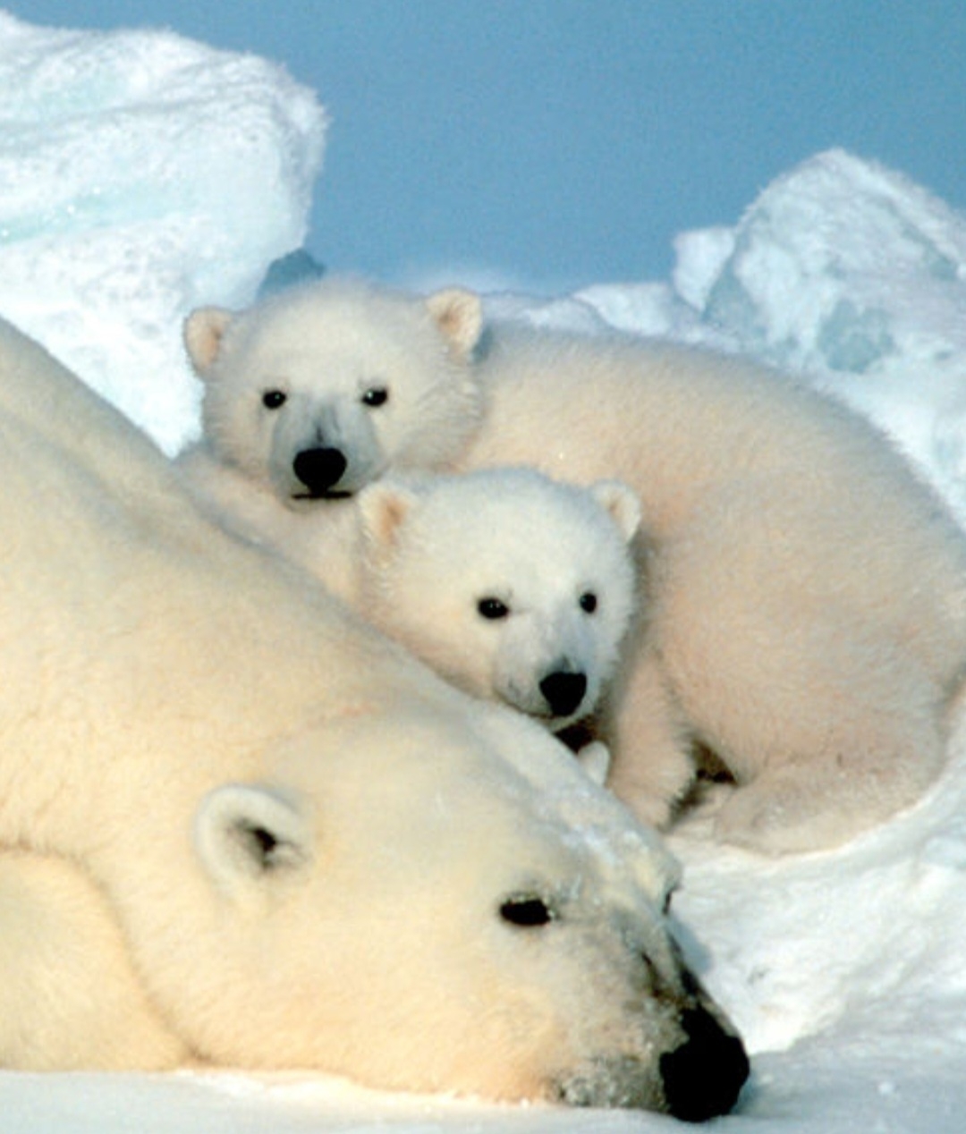 Curiosamente, não há ursos polares na Antártida, embora muitas pessoas façam confusão sobre isso. Este animal vive no Círculo Polar Ártico.  Reprodução: Flipar