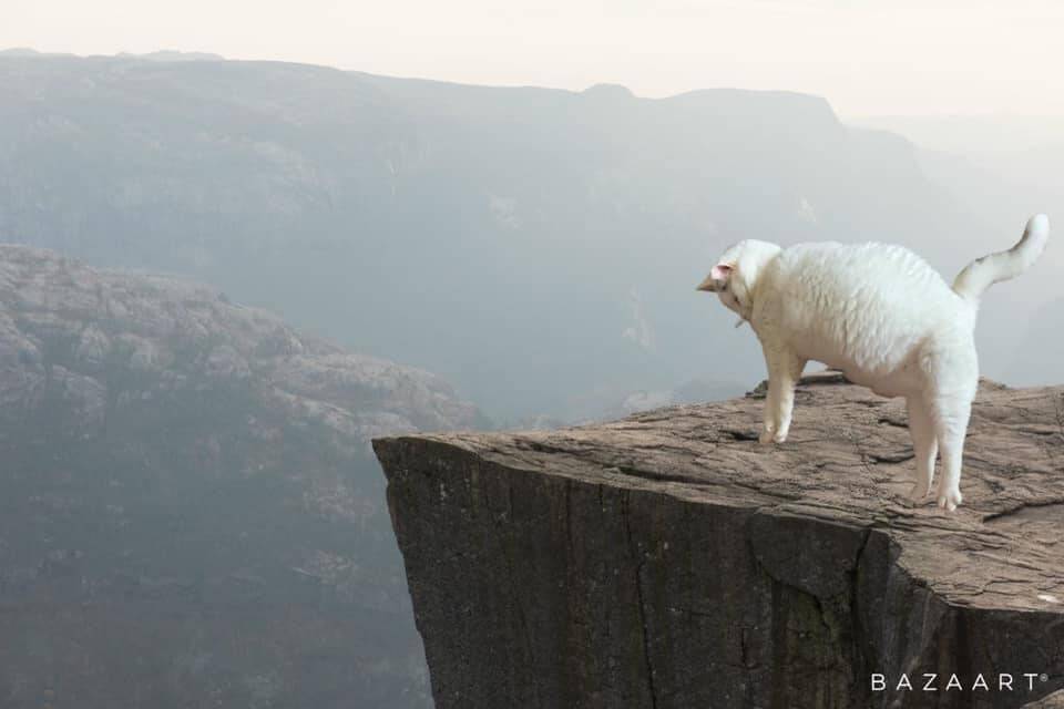 Gato George em montagens engraçadas. Foto: Stefanie Vine/ Facebook