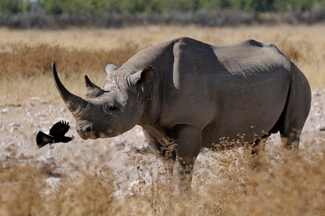 Mas... e o rinoceronte? A espécie, ainda hoje, tem um único chifre . Atualmente, existem cinco espécies:  o rinoceronte-branco  e o rinoceronte-negro, que habitam a África Reprodução: Flipar