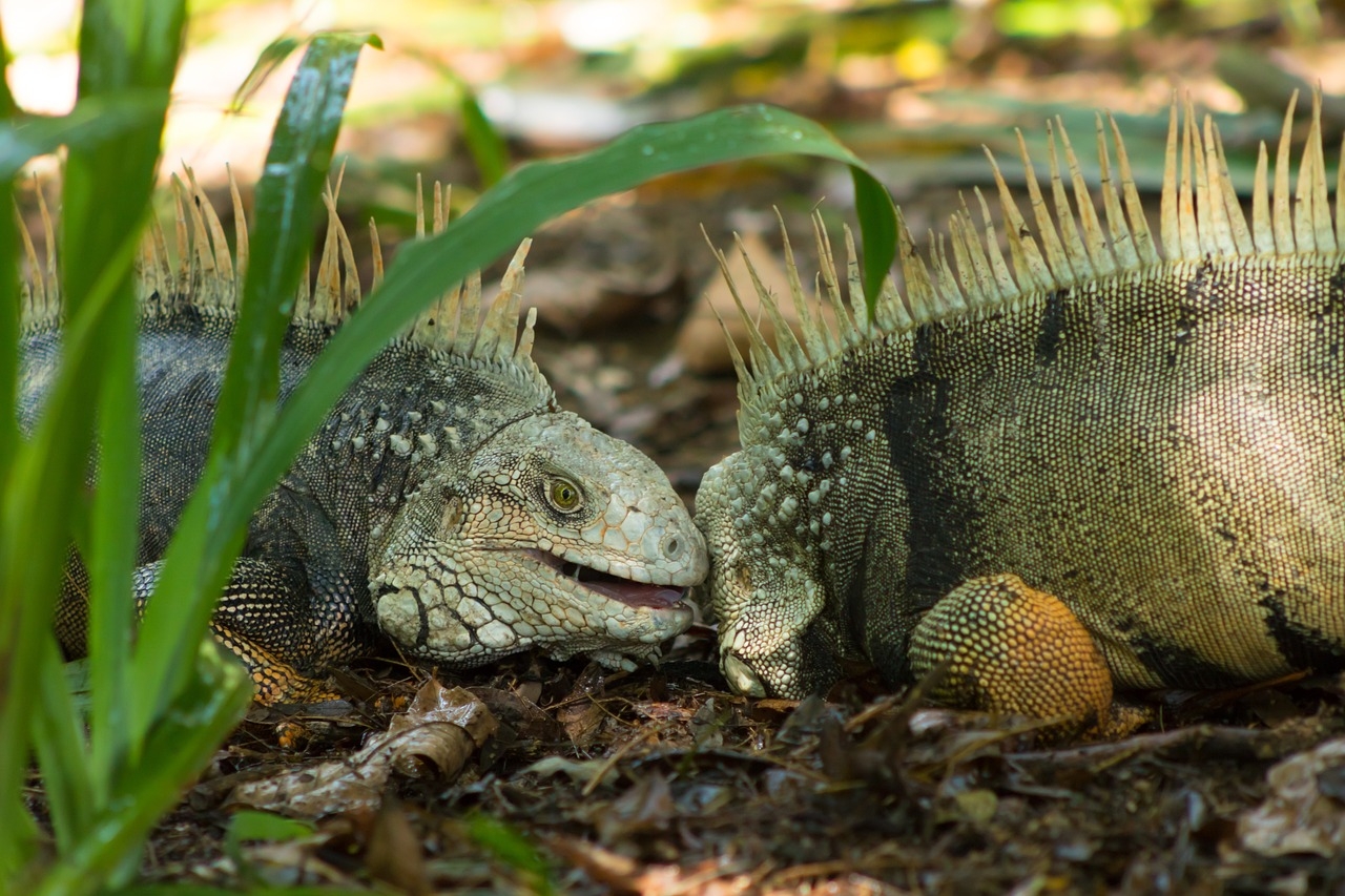 Iguanas são lagartos grandes que pertencem à família Iguanidae. Elas são conhecidas principalmente sua aparência robusta e cauda longa.  Reprodução: Flipar