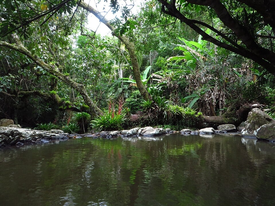Cada bugio recebeu um microchip de identificação e passou por processo de ambientação num recinto com tela na floresta. O pré-requisito para a soltura dos bugios na mata era que eles se alimentassem de pelo menos 10 espécies vegetais encontradas naquele habitat. 
 Reprodução: Flipar