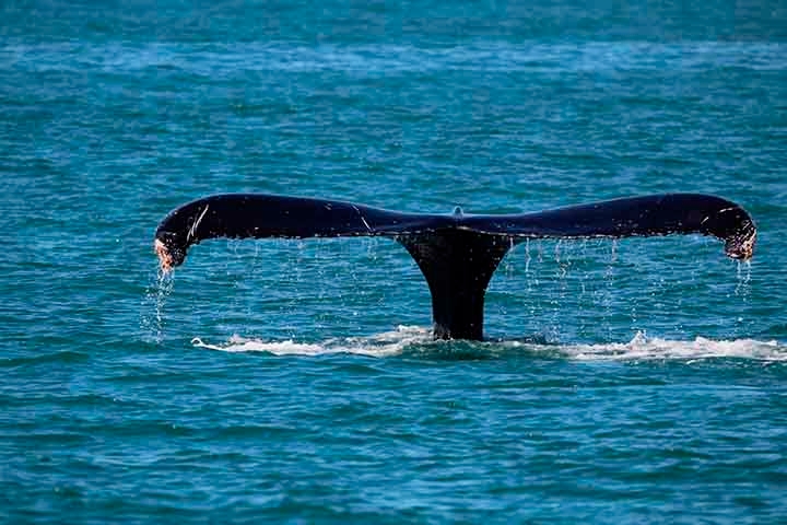 A baleia-de-bryde pode chegar a viver mais de 50 anos, e em sua gestação de um ano dá à luz a um único filho. Elas podem medir ao nascer cerca 3 metros pesando 600 quilos e são encontradas em todos os oceanos nas áreas costeiras e oceânicas, em águas tropicais e subtropicais. Reprodução: Flipar