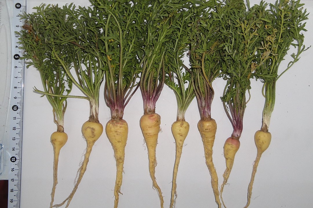 A região ao redor do lago é conhecida pelo cultivo da maca, uma raiz andina valorizada por suas propriedades nutricionais e inúmeros benefícios. Reprodução: Flipar