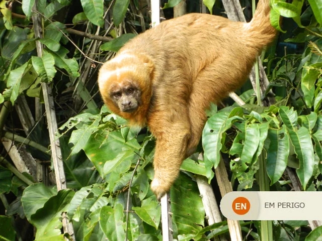 Macaco-Prego Dourado - Natural da Mata Atlântica, habita unidades de conservação na Paraíba e no Rio Grande do Norte. E tem sido tratado por especialistas num grande esforço pela preservação da espécie.  Reprodução: Flipar