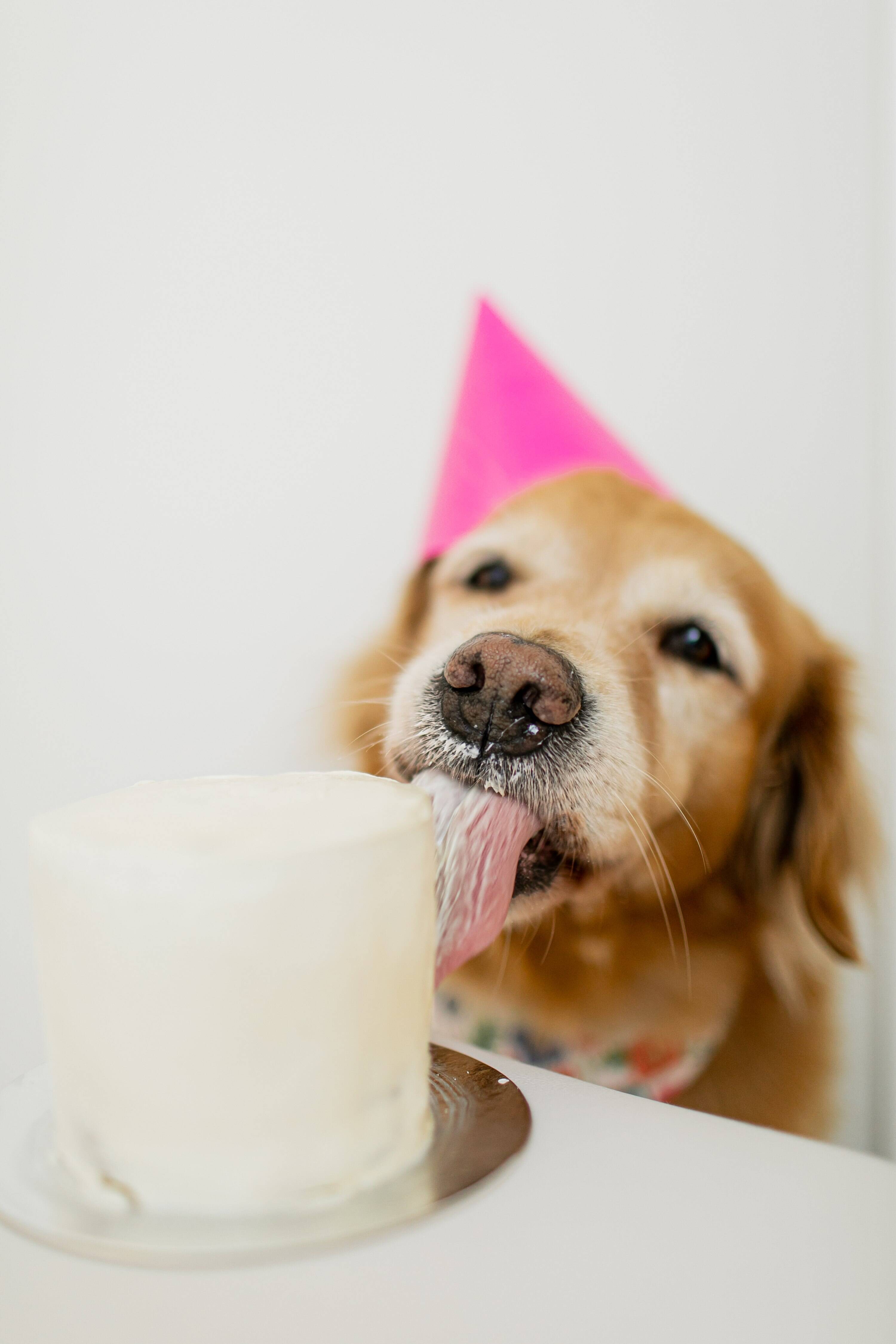 Nina, cadela da raça Golden Retriever em ensaio para comemorar o aniversário com direito a bolo e chapeuzinho. Foto: L.A. Foto Estúdio