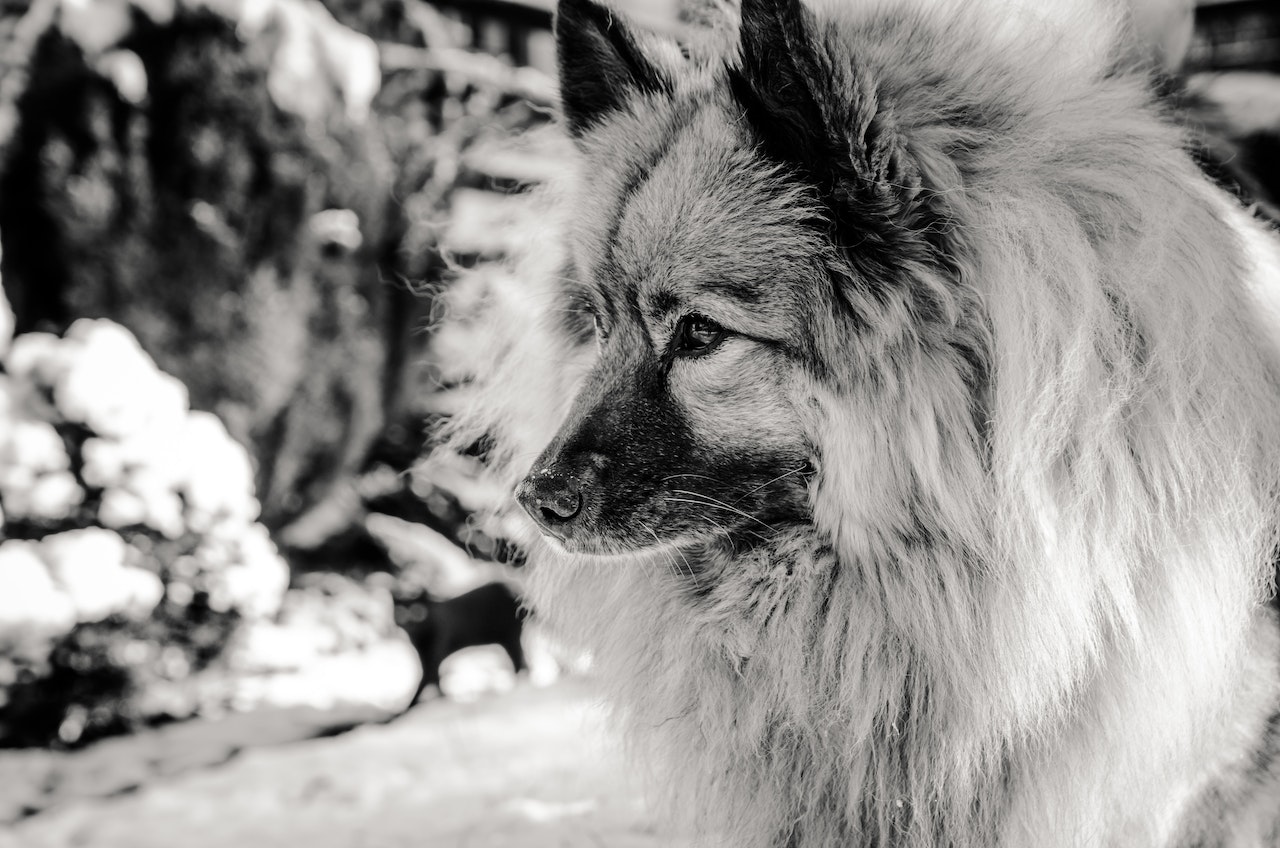 O contorno em volta dos olhos dos Keeshond lembra um óculos. Foto: Rafael Alex/Pexels