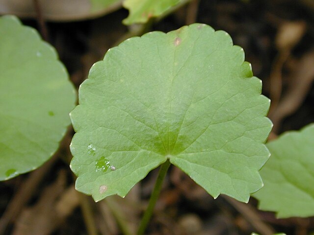Centella asiática – Erva conhecida por sua ação cicatrizante e firmadora da pele. Utilizada em cremes anti-estrias, séruns e produtos anti-idade. Reprodução: Flipar