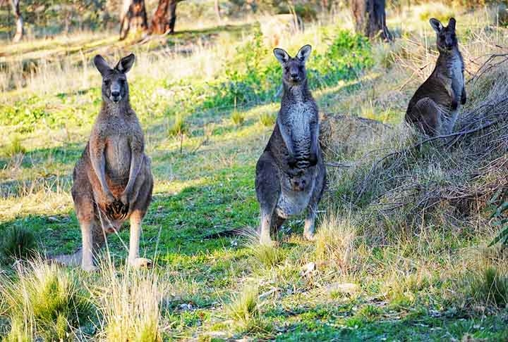 Melbourne (Austrália) - Canguru: O canguru é um símbolo nacional da Austrália e representa a fauna única do país. Melbourne adotou o canguru como parte de sua identidade desde o século XX. Reprodução: Flipar