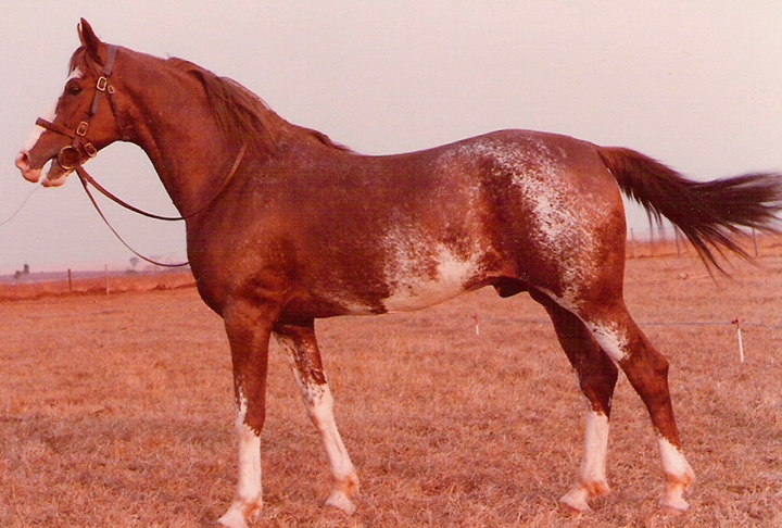 Tem porte médio, é ágil, vigoroso e tem pele lisa e pelos finos, sedosos. Seu temperamento é dócil, bom para cavalgadas.  Reprodução: Flipar