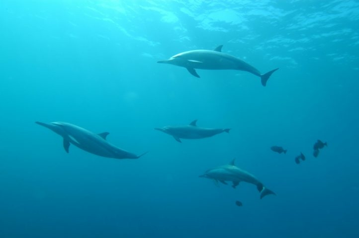 Os cientistas destacam que este fenômeno é inédito em golfinhos e ainda pouco compreendido tanto em humanos quanto em animais, não havendo casos anteriores para comparação. Enquanto isso, o mistério permanece. Reprodução: Flipar
