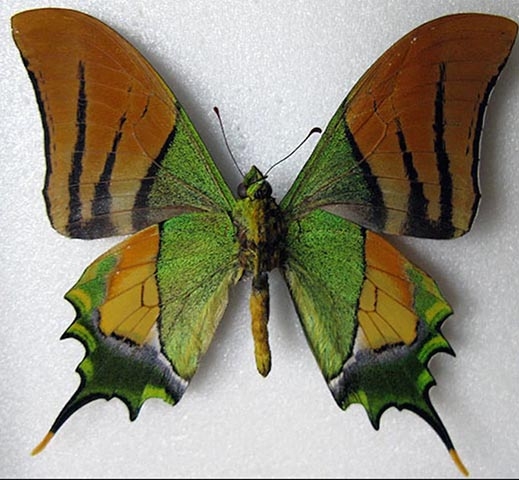 Imperador da Índia -  Encontrada na Ásia, em países como Nepal, Índia, Vietnã, Laos e China. Tem prolongamentos nas asas posteriores que lembram cornos de cervo.  Reprodução: Flipar
