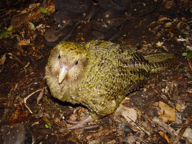 Kakapo - Seu som atinge 132 decibéis e vai longe (ouvido a 6 km de distância).  Reprodução: Flipar
