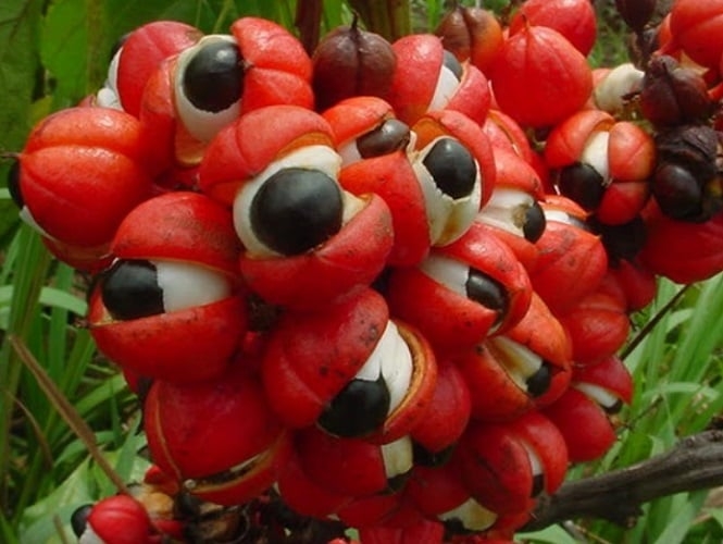 Os frutos do guaraná crescem em cachos e têm uma casca vermelha que se abre quando maduros, revelando a semente preta, que possui a forma característica de um olho humano, o que alimentou diversas lendas indígenas sobre a sua origem. Reprodução: Flipar