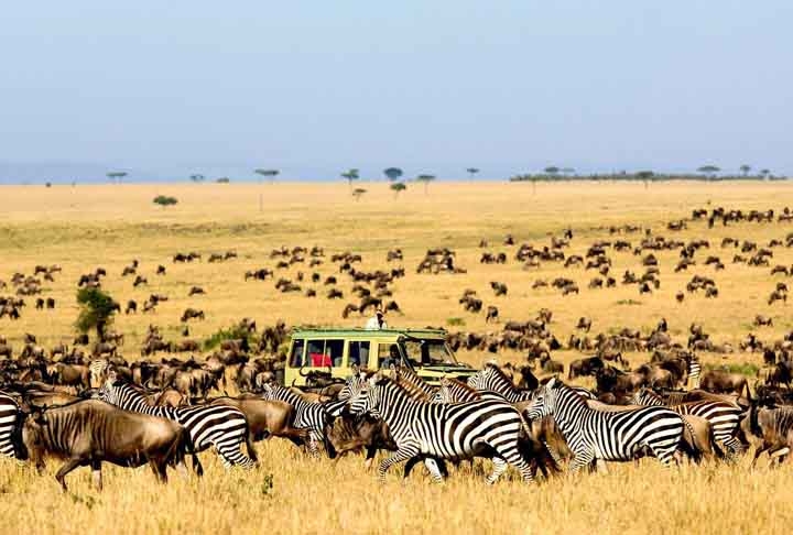 23º) Visitar os Parques Nacionais da Tanzânia - Durante o passeio, é possível visitar lugares como Tarangire, Serengeti e a cratera de Ngorongoro, onde se esbarra com leões, elefantes, zebras, girafas, búfalos e hipopótamos.