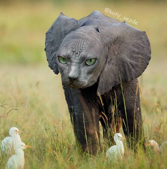 O instagram busca juntar corpos de animais com rosto de gatos de maneira hilária. Foto: Reprodução/ Instagram