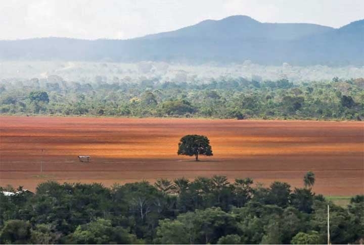 O Cerrado é um dos maiores sumidouros de carbono do Brasil e sua degradação resulta no lançamento de toneladas de gás carbônico na atmosfera, aumentando a temperatura e contribuindo para o agravamento dos eventos climáticos extremos. Reprodução: Flipar