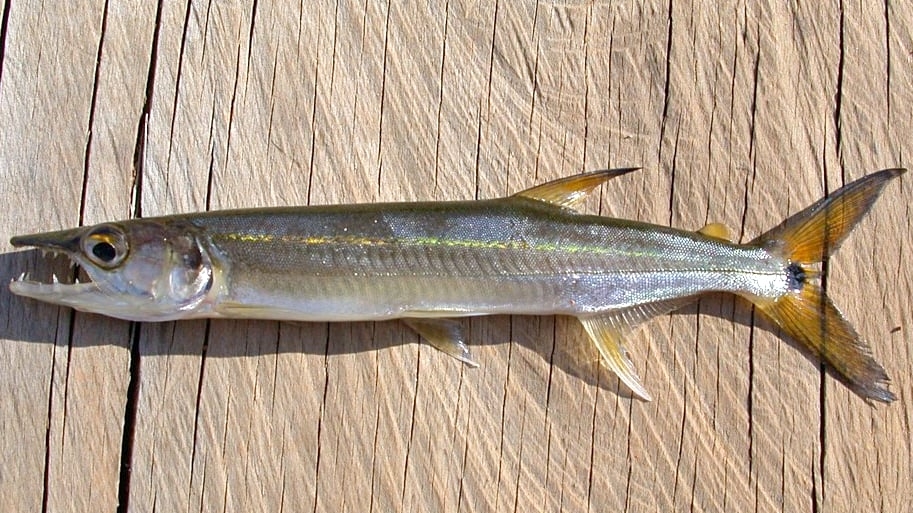 #10) Bicuda: esse peixe chega a 1 m de comprimento e pode pesar até cinco quilos. Seu corpo é alongado e sua boca, pontuda. Costuma ser bem veloz e saltar para fora d’água para se alimentar. Reprodução: Flipar