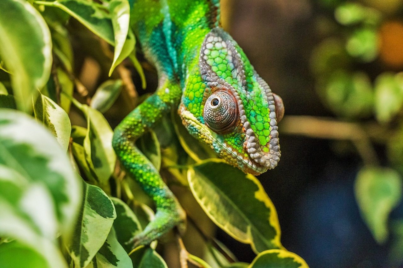 Uma das características desses animais que mais chamam atenção é a sua capacidade de mudar de cor, o que lhes permite camuflar-se no ambiente (mimetismo). Reprodução: Flipar