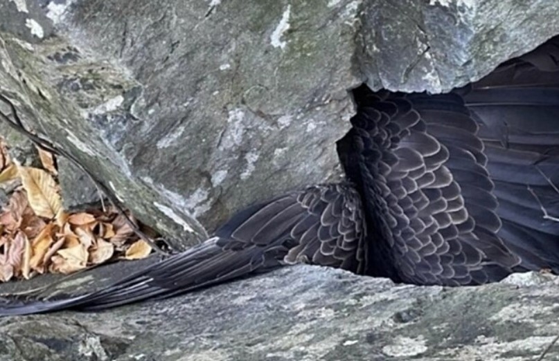 De acordo com relato nas redes sociais, em meio à escalada Kelston notou um enorme par de asas e logo viu tratar-se de uma águia. Por isso, decidiu acionar o Departamento de Conservação e Recursos Naturais da Pensilvânia (DCNR). 
 Reprodução: Flipar