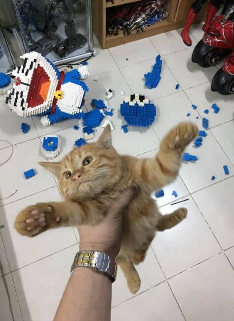Gato destruiu boneco feito com 2.432 peças de Lego . Foto: Reprodução Facebook