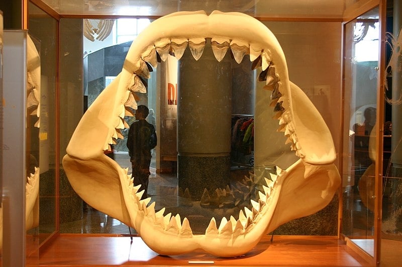 Em grego arcaico, megalodonte significa “dente grande”. Reprodução: Flipar