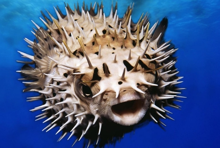 Baiacu-espinho - Coberto por espinhos, como o nome indica, ele tem a habilidade de inflar com água e ar para que o predador não consiga devorá-lo. Pode aumentar em até três vezes o seu tamanho.   Reprodução: Flipar