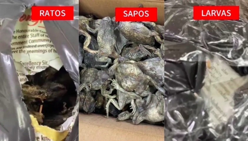 Sapos e ratos ressecados: Os itens eram de um passageiro que vinha de Gana e foram destruídos no aeroporto de Guarulhos por conta de uma infestação de larvas. Reprodução: Flipar